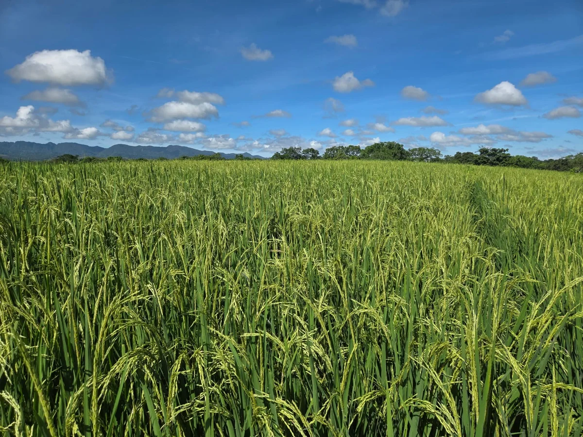 Cultivo de arroz con espigas desarrolladas bajo un cielo azul