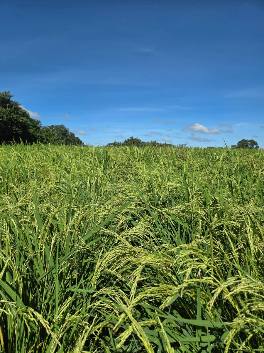 Cultivo de arroz