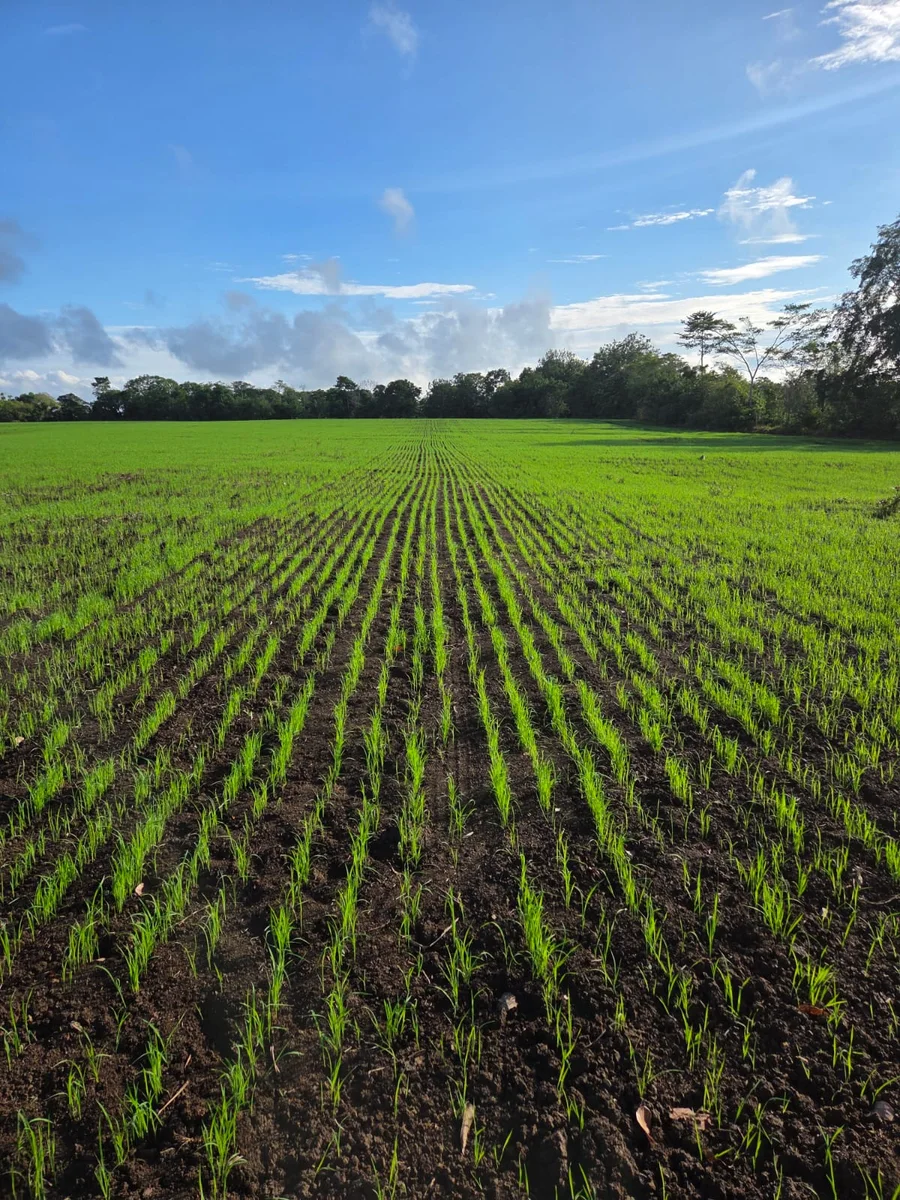 Surcos de arroz joven extendiéndose hacia una línea de árboles bajo el cielo azul